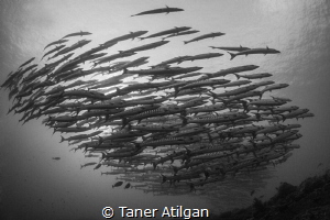 Barracuda ball in front of the morning sun by Taner Atilgan 